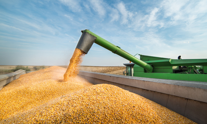 Combine harvesting corn