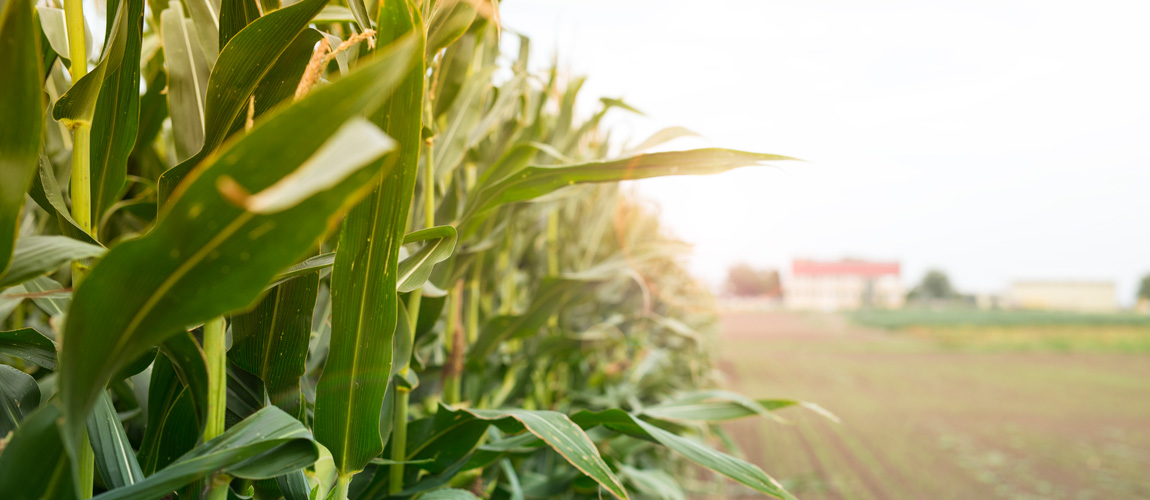 field of corn