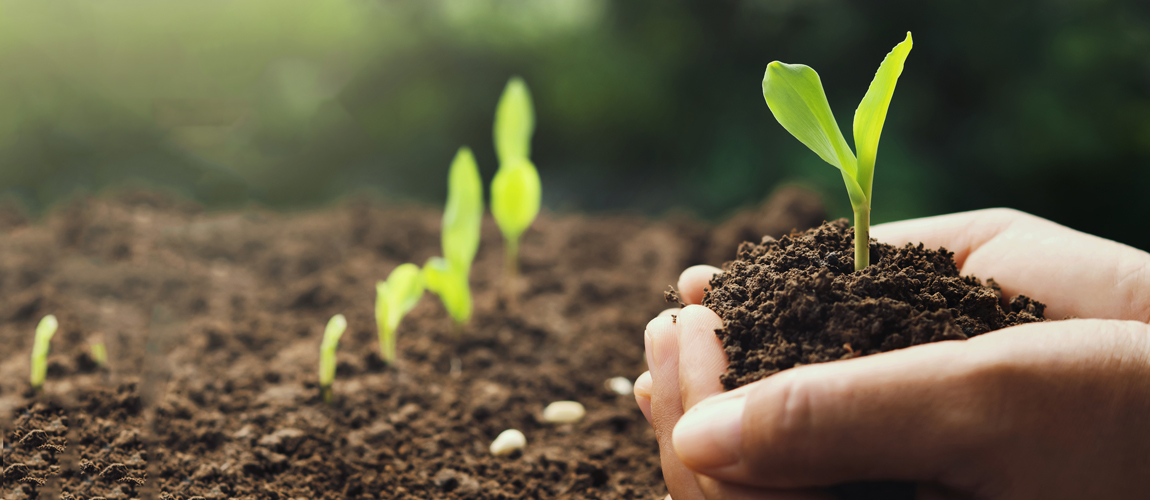 Hands holding dirt and a plant